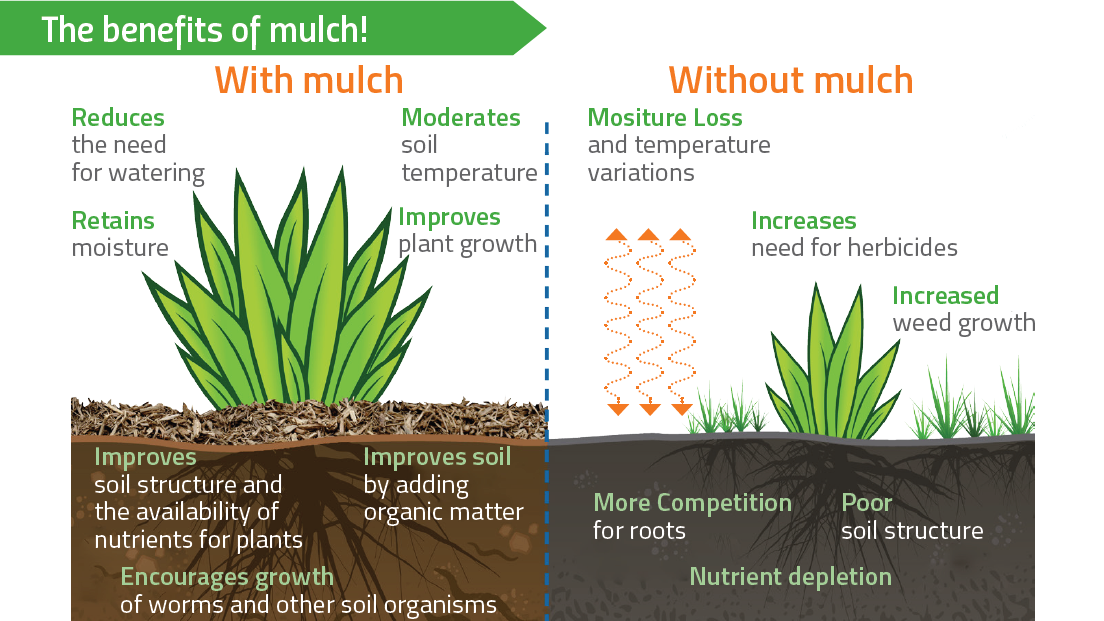 Benefits of mulch