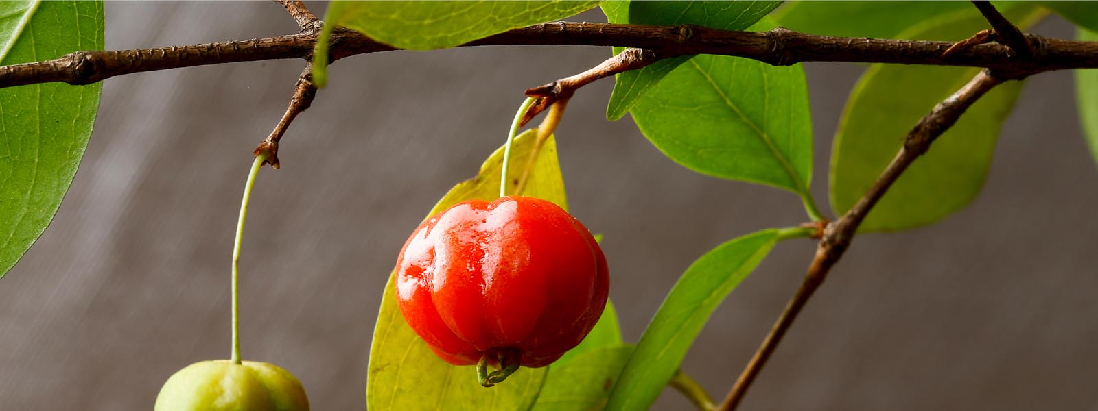 Brazillian cherry pest plant web