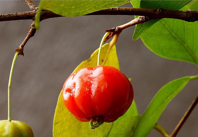 Brazillian cherry pest plant
