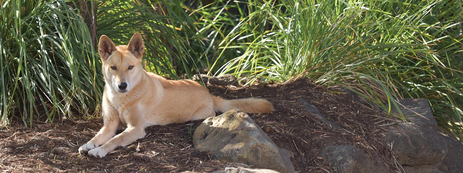 Dingo sitting on a rock at the Zoo