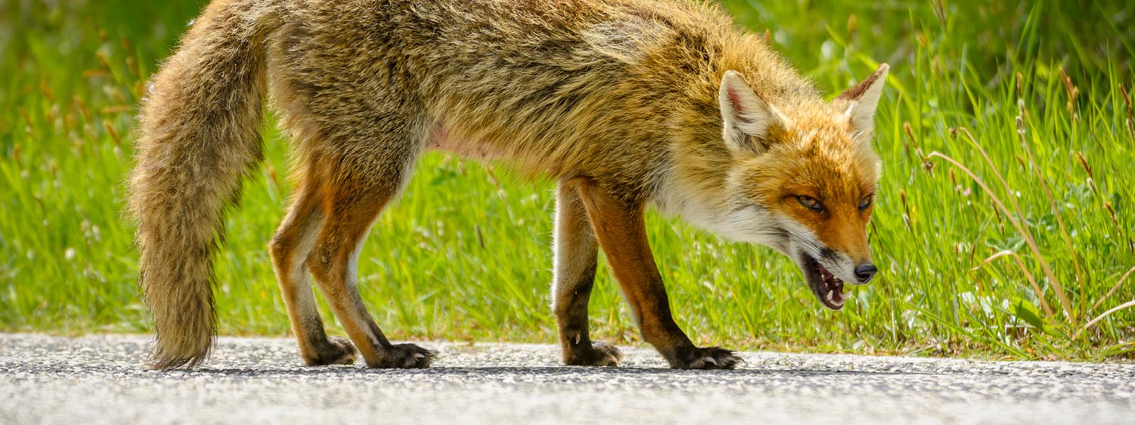 Pest animals: Foxes – Bundaberg Regional Council