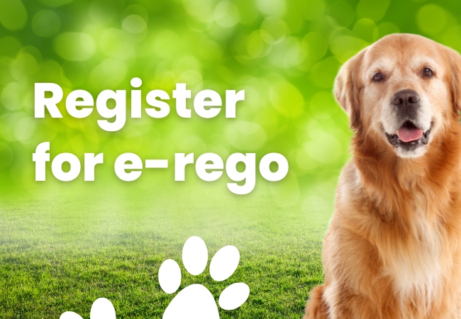 Register your dog with Bundaberg Regional Council.