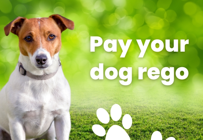 Pay your dog registration online.