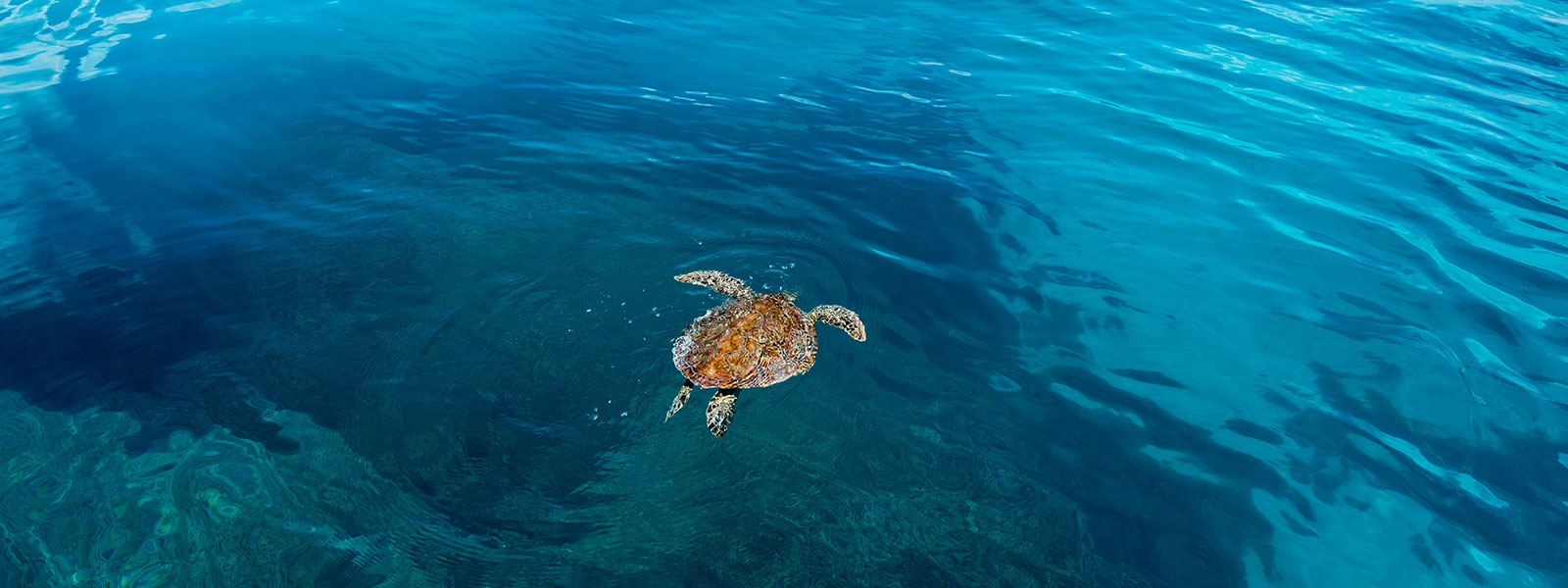 Turtle swimming on the reef
