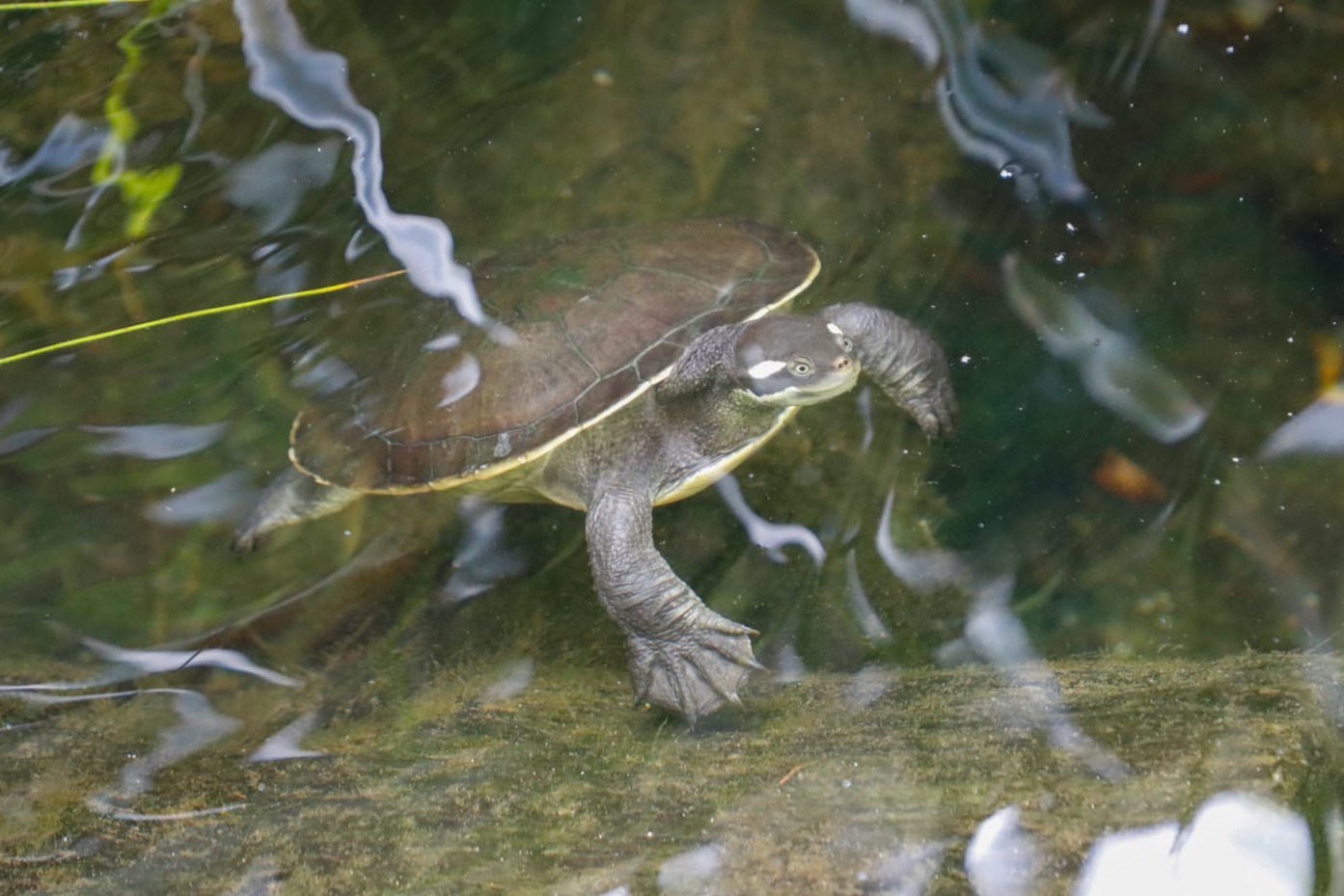 Alexandra Park Zoo's Krefft River Turtle