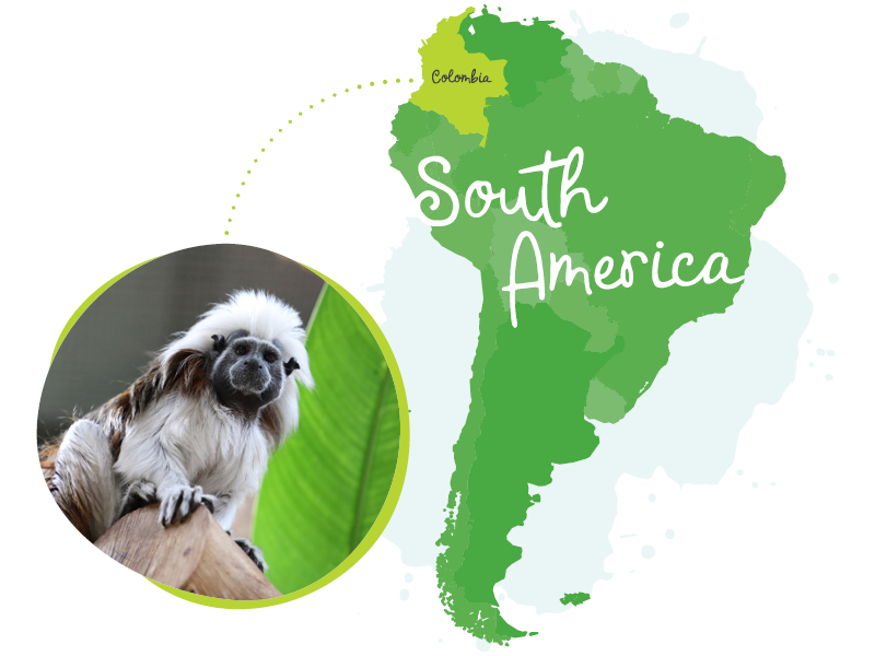 South America map with Tamarin