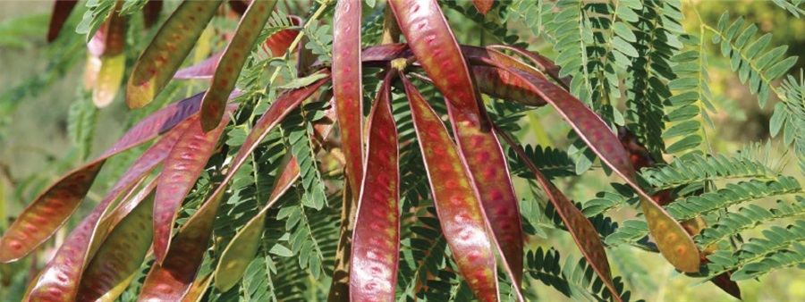 Lucaena pest plant