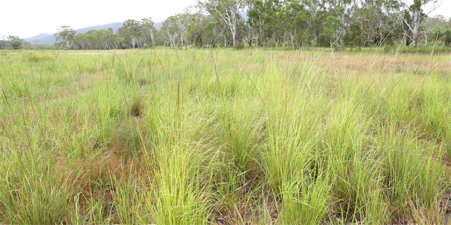 Giant Rats Tail Grass