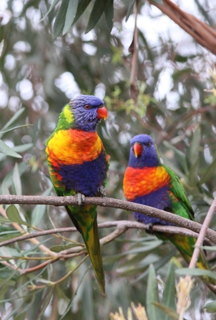 Two Rainbow Lorikeets in a tree