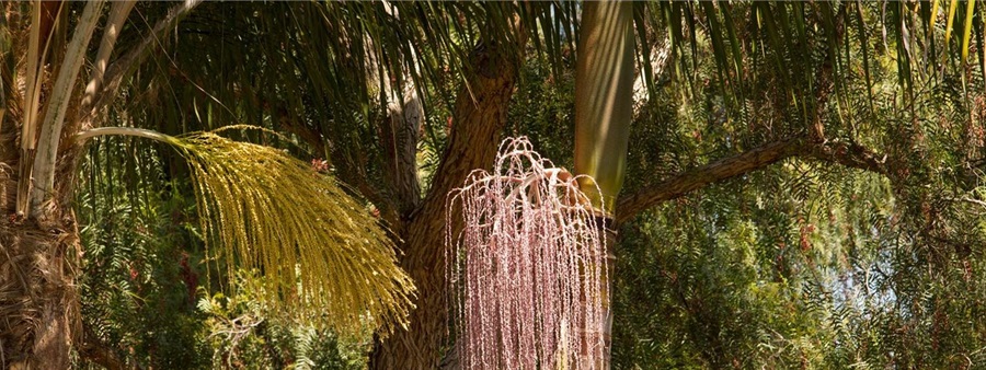 Cocos palm pest plant