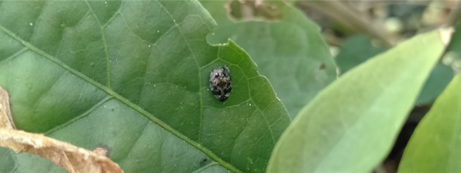 Jewel beetle eating leaves