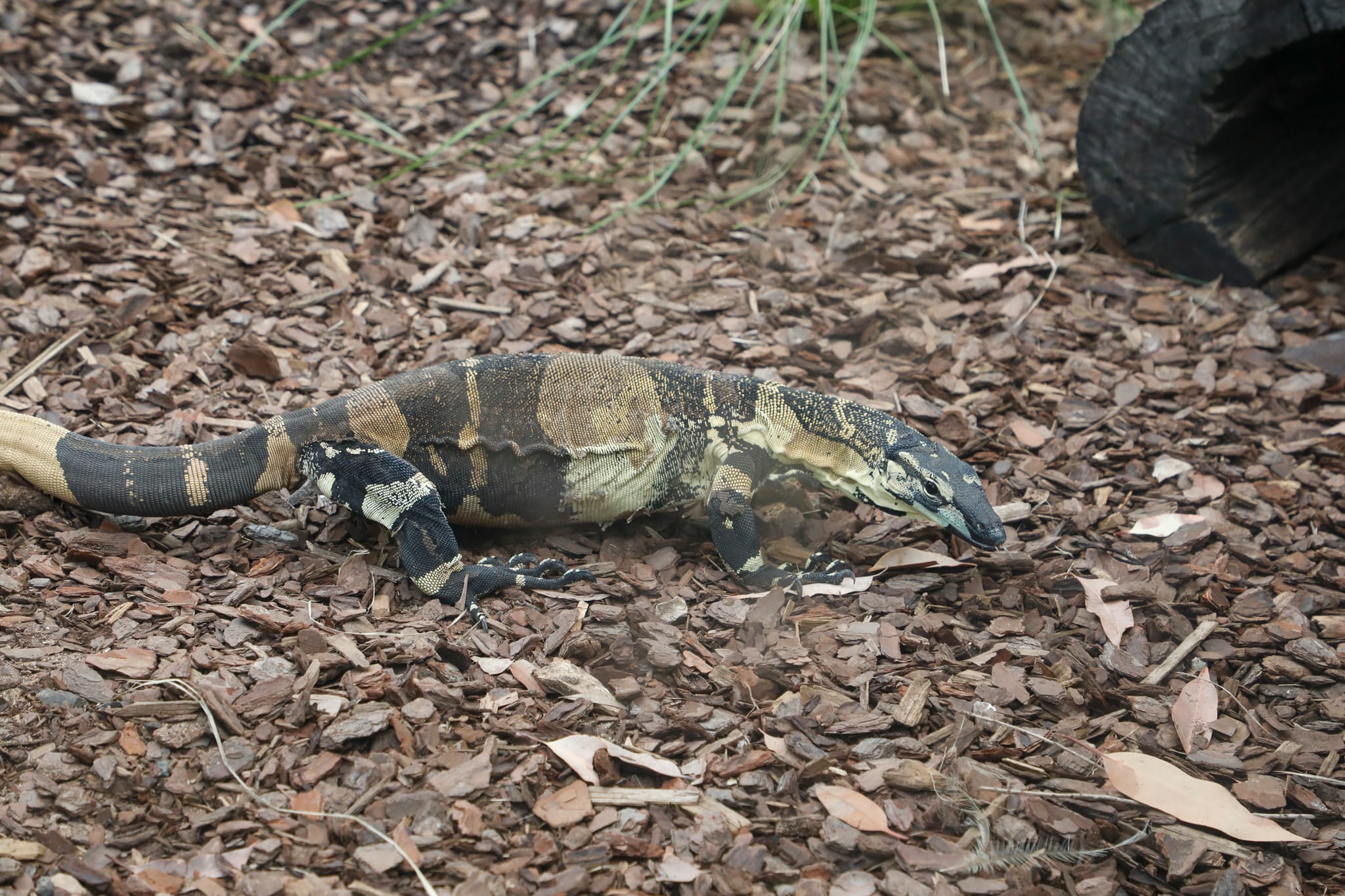 18032024 Alexandra Park Zoo - animals_29-web.jpeg