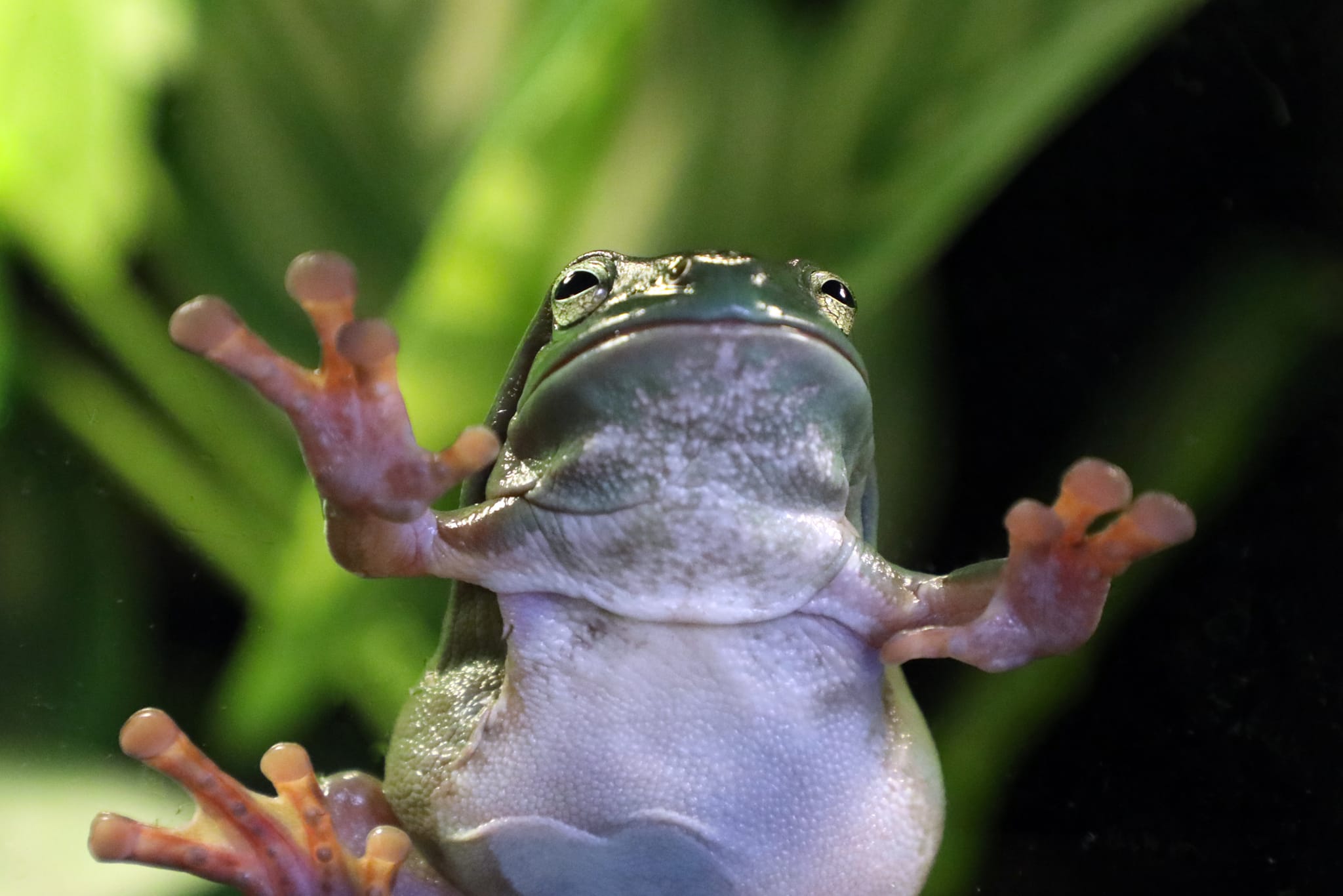 18 03 2021 Green Tree Frogs at Alexandra Park Zoo 01-web.jpeg