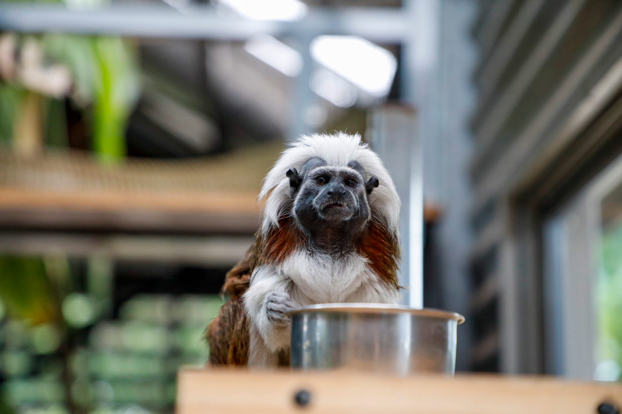18032024 Alexandra Park Zoo - animals_103-web.jpeg