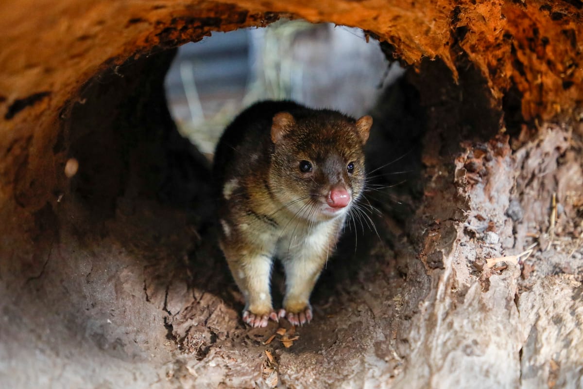 20260702 Alexandra Park Zoo - Tig the Spotted-tailed quoll_24-web.jpeg
