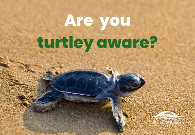 Turtle Awareness